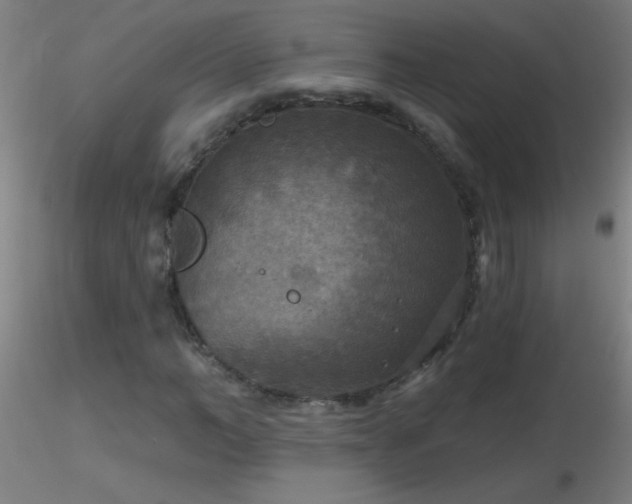 X0000116790966200912181250