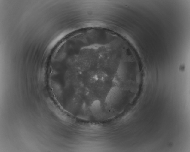 X0000116790975200912181250