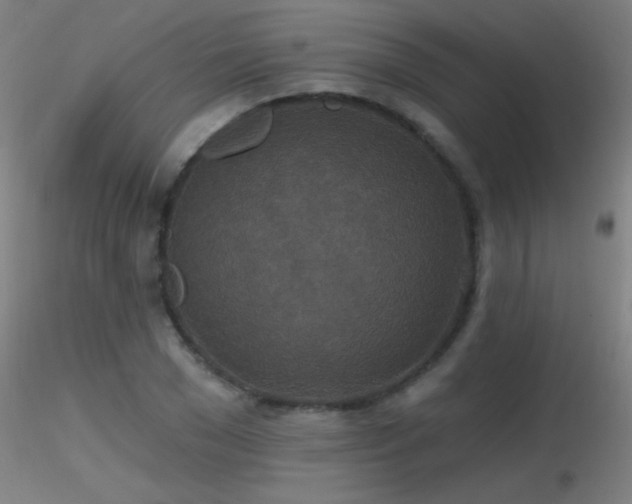 X0000116790977200912181250