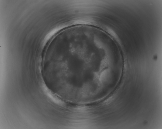 X0000116791035200912181249