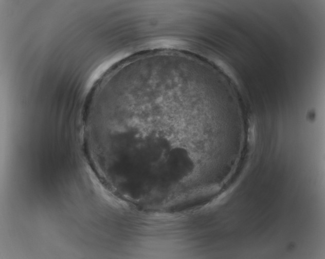 X0000116791117200912181247