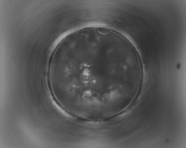 X0000116791245200912181246