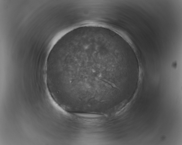 X0000116791247200912181246