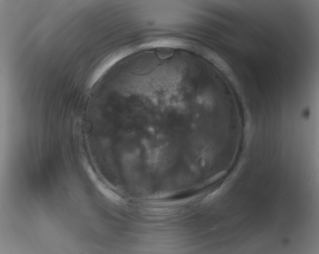 X0000116791425200912181243