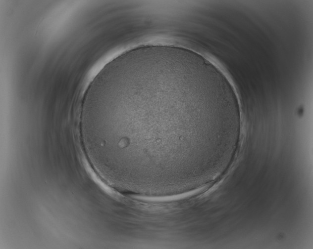 X0000116791437200912181243