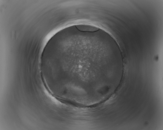 X0000116791527200912181242