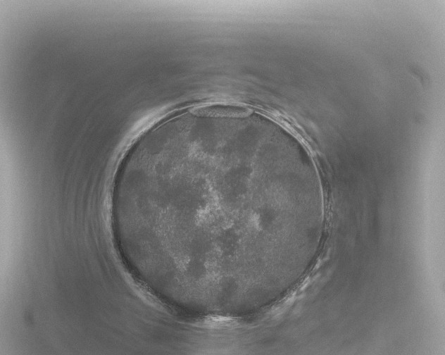 X0000116790055200912241210