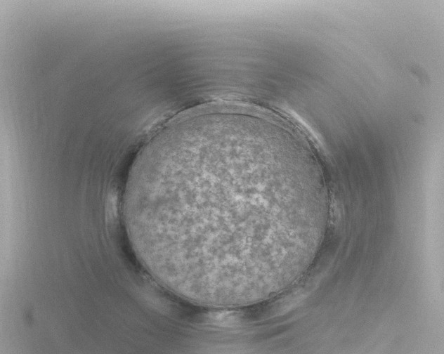 X0000116790117200912241210