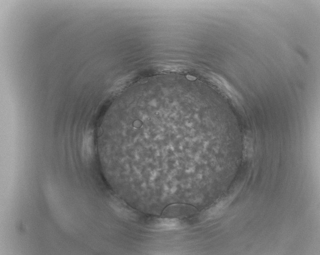 X0000116790377200912241207