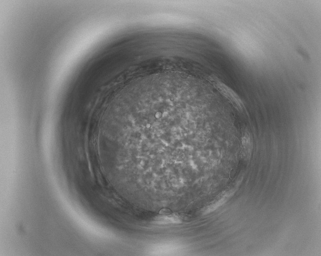 X0000116790765200912241202