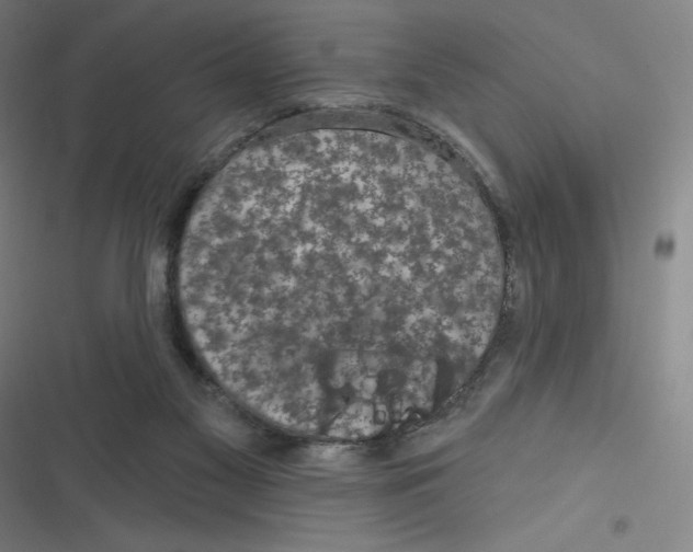 X0000116790117201001081321