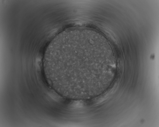 X0000116790127201001081321