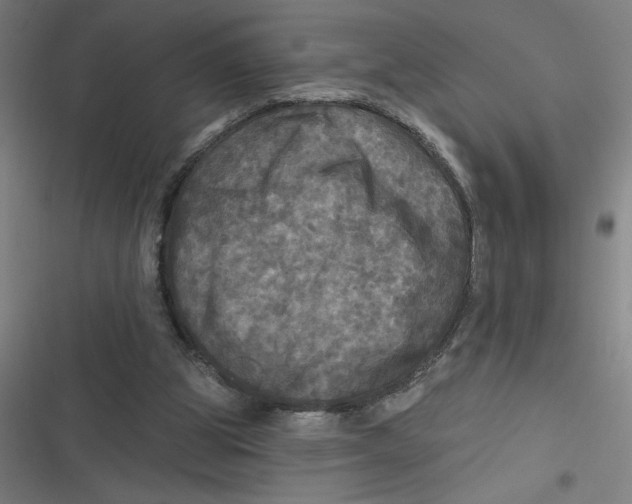 X0000116790153201001081321