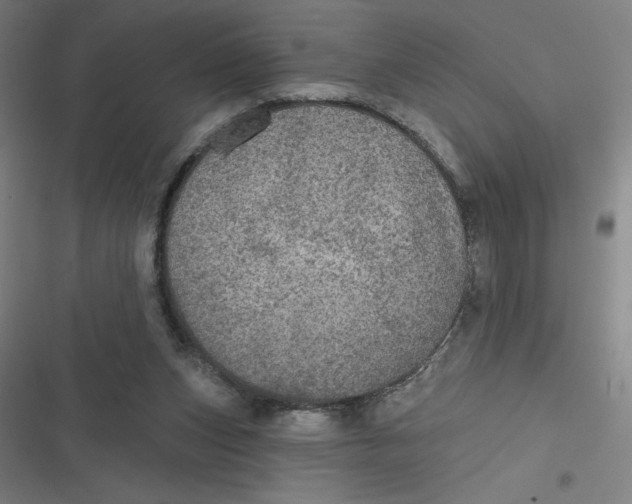 X0000116790159201001081321