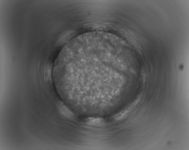 X0000116790185201001081321