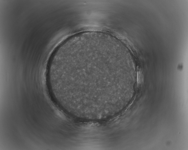 X0000116790243201001081319