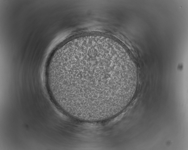 X0000116790245201001081319