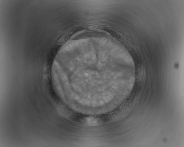 X0000116790272201001081320