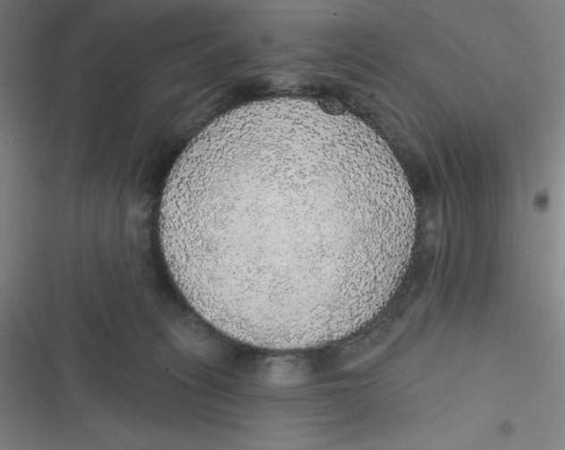 X0000116790275201001081320