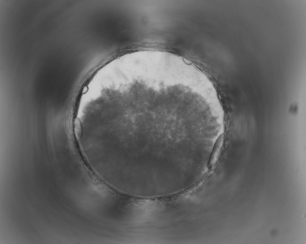 X0000116790293201001081319