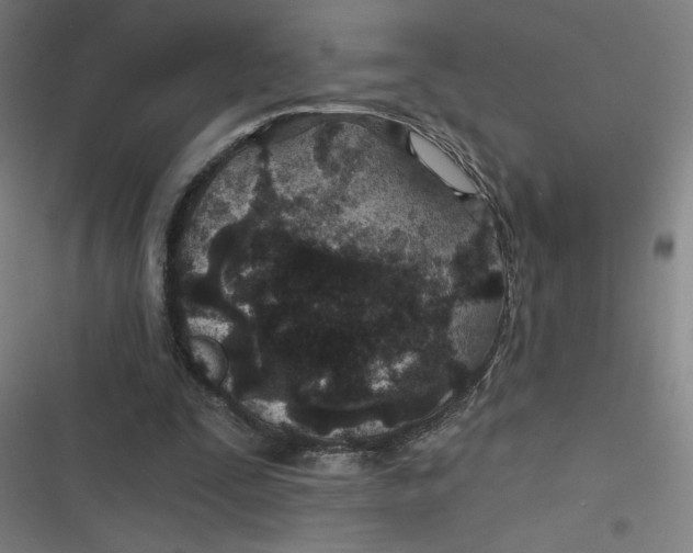 X0000116790295201001081319