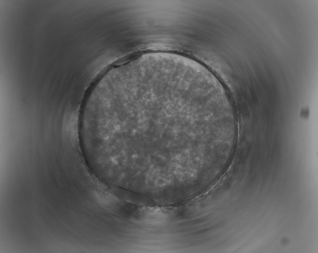 X0000116790297201001081319