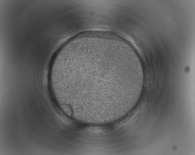 X0000116790299201001081319