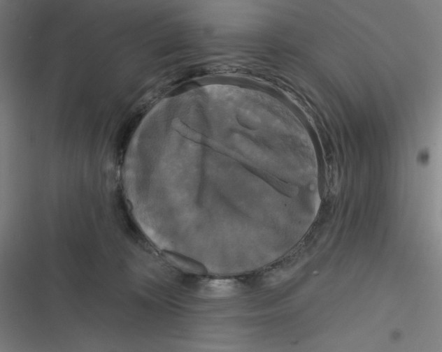 X0000116790324201001081319