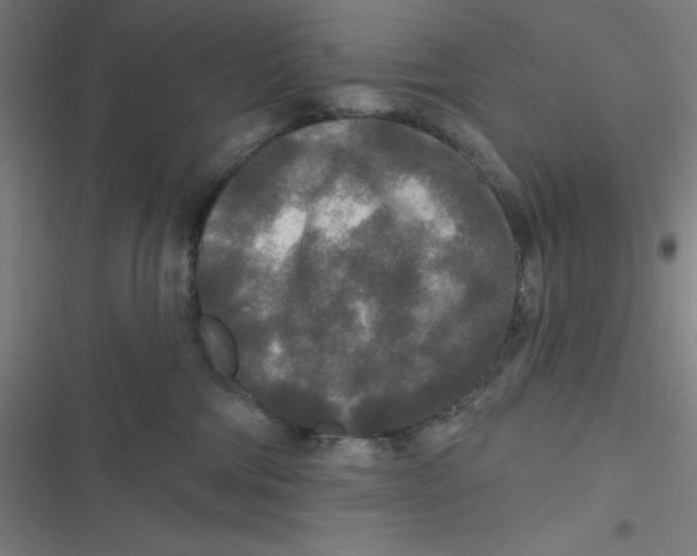 X0000116790330201001081319