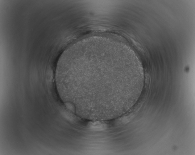 X0000116790331201001081319