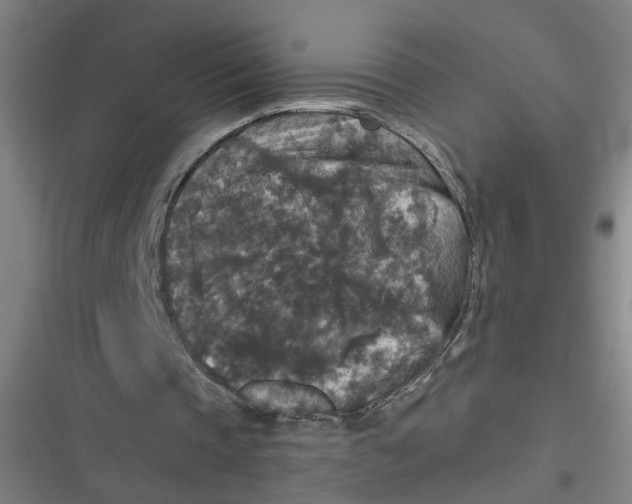 X0000116790337201001081318