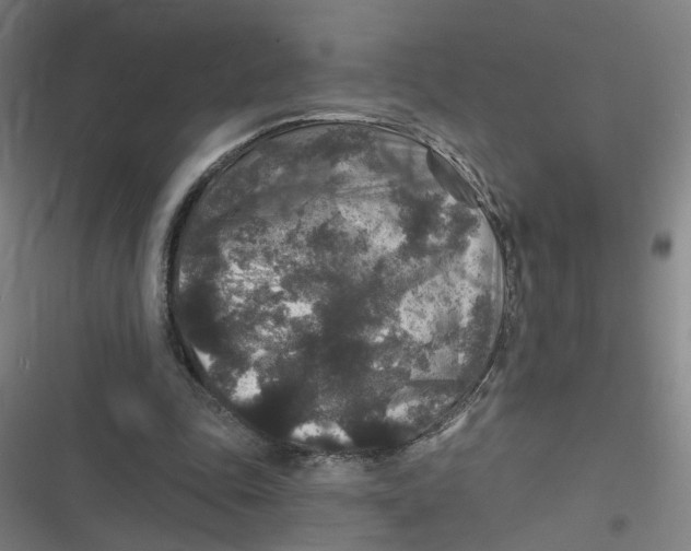 X0000116790343201001081318