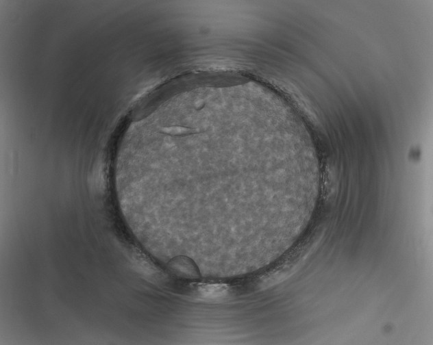 X0000116790355201001081318