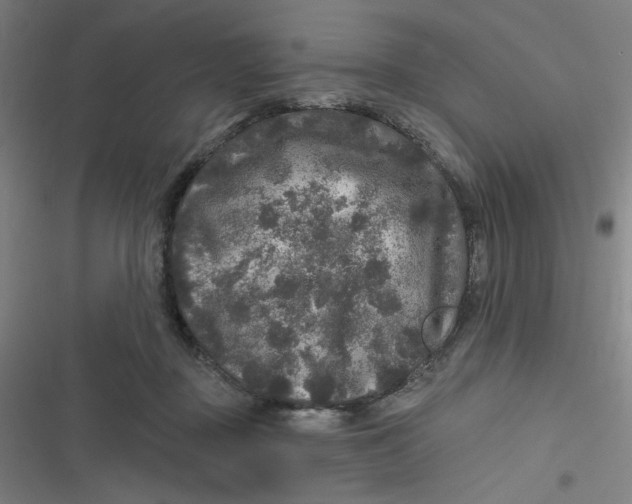 X0000116790363201001081318