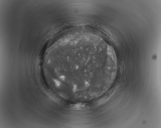 X0000116790366201001081318