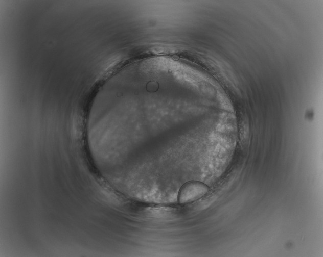 X0000116790367201001081318