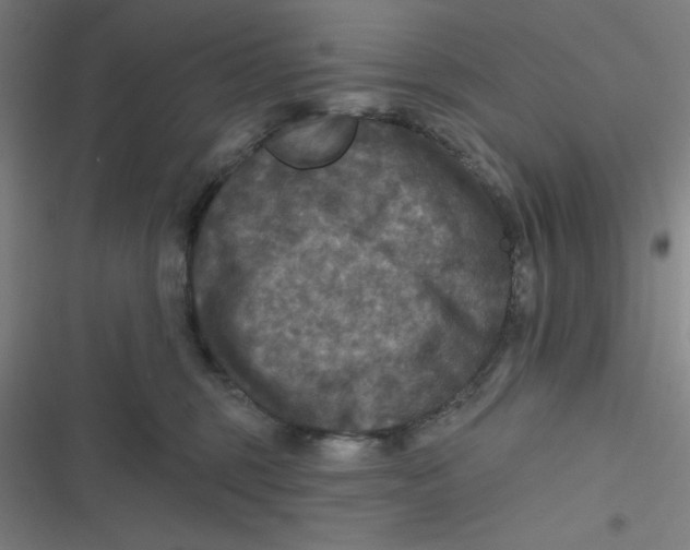 X0000116790375201001081318