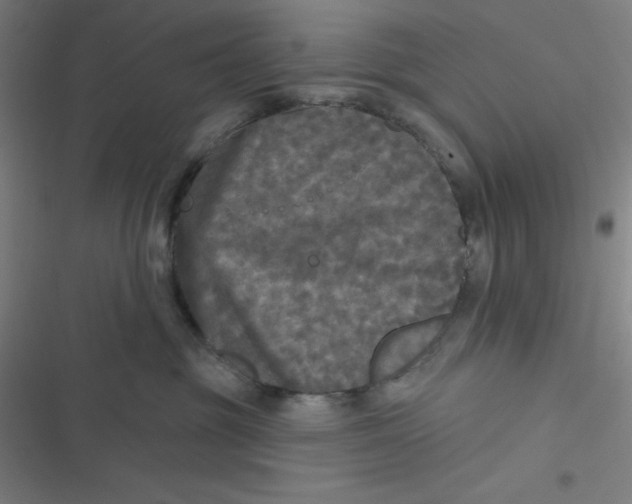 X0000116790381201001081318