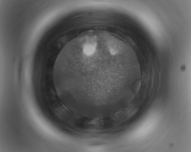 X0000116790383201001081318