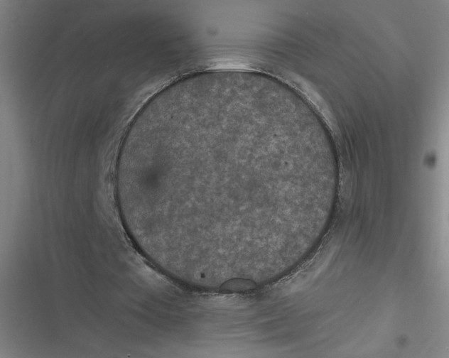 X0000116790385201001081318