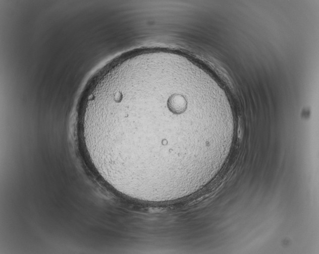 X0000116790388201001081318