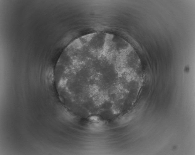 X0000116790479201001081317