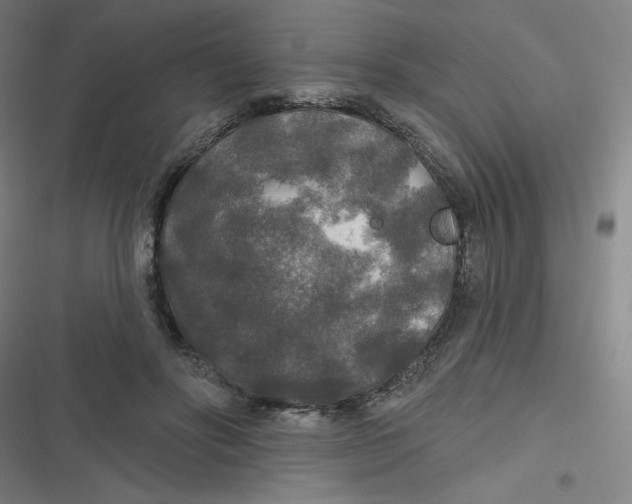 X0000116790502201001081316