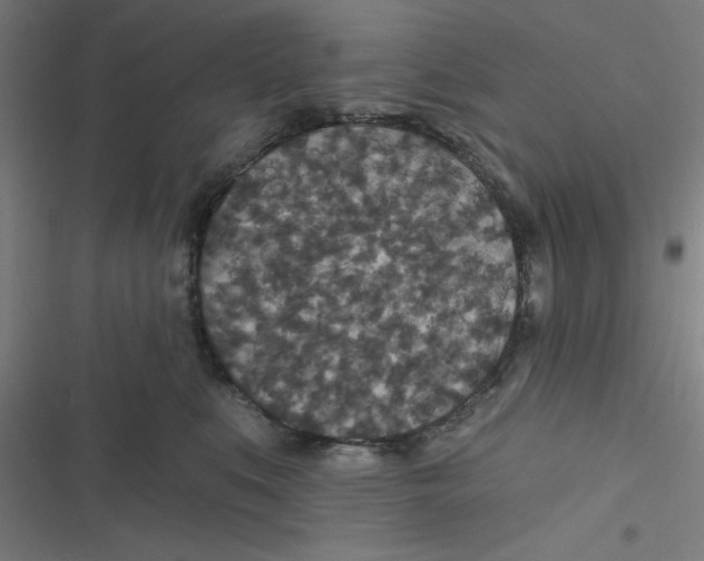 X0000116790519201001081316