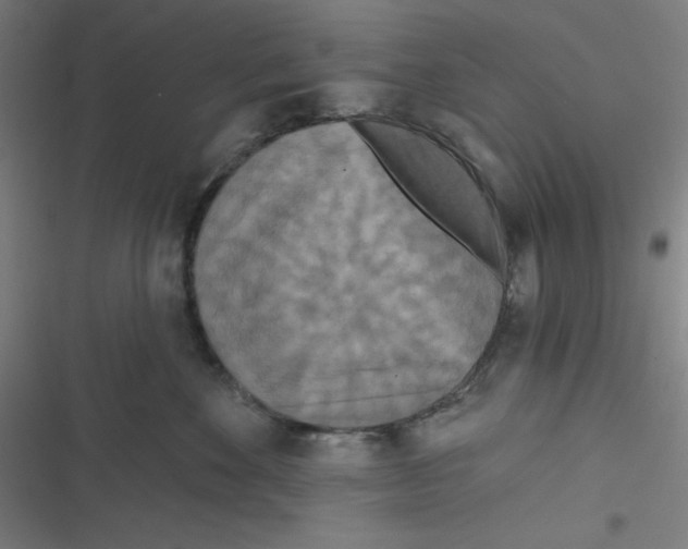 X0000116790524201001081316