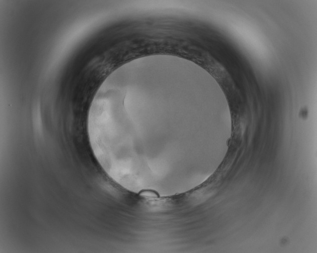 X0000116790526201001081316