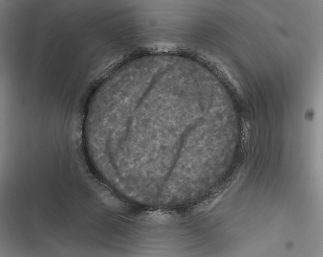 X0000116790545201001081315