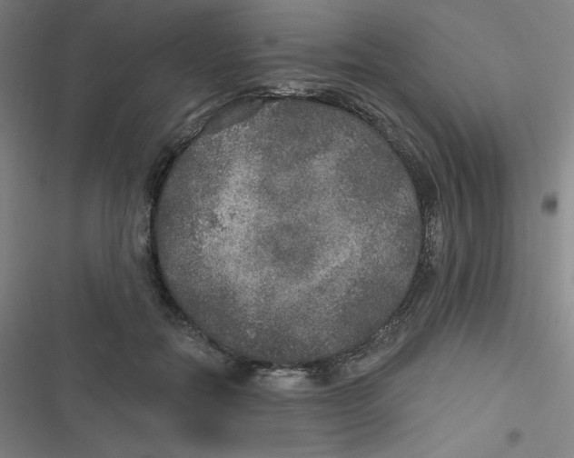 X0000116790554201001081316