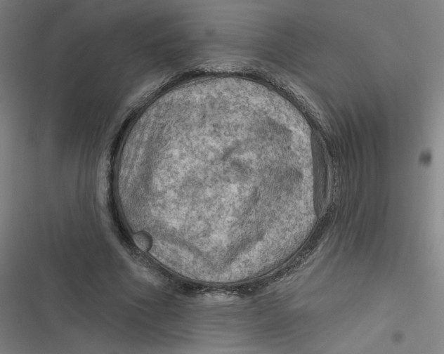 X0000116790586201001081315