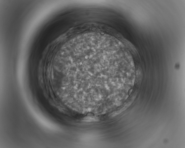 X0000116790765201001081313